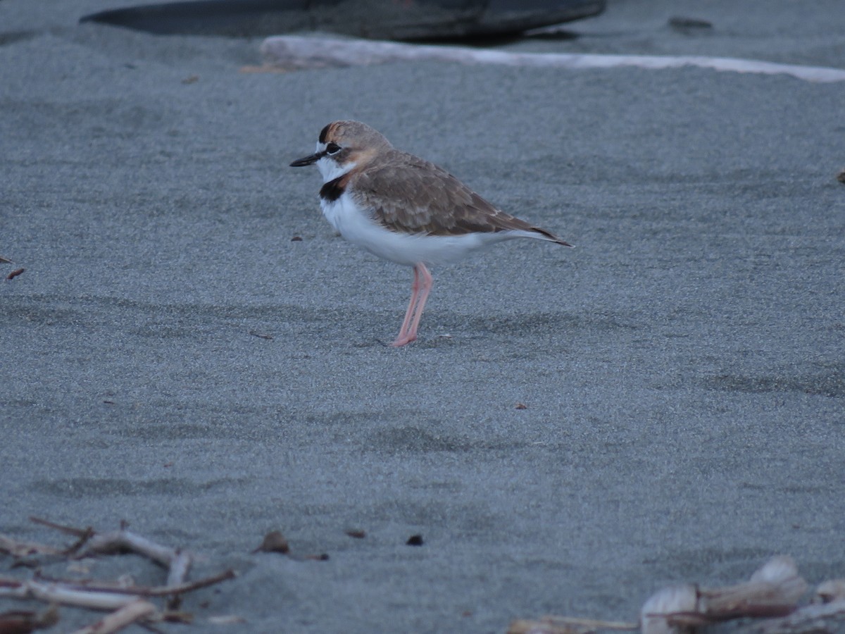 Collared Plover - ML641342235