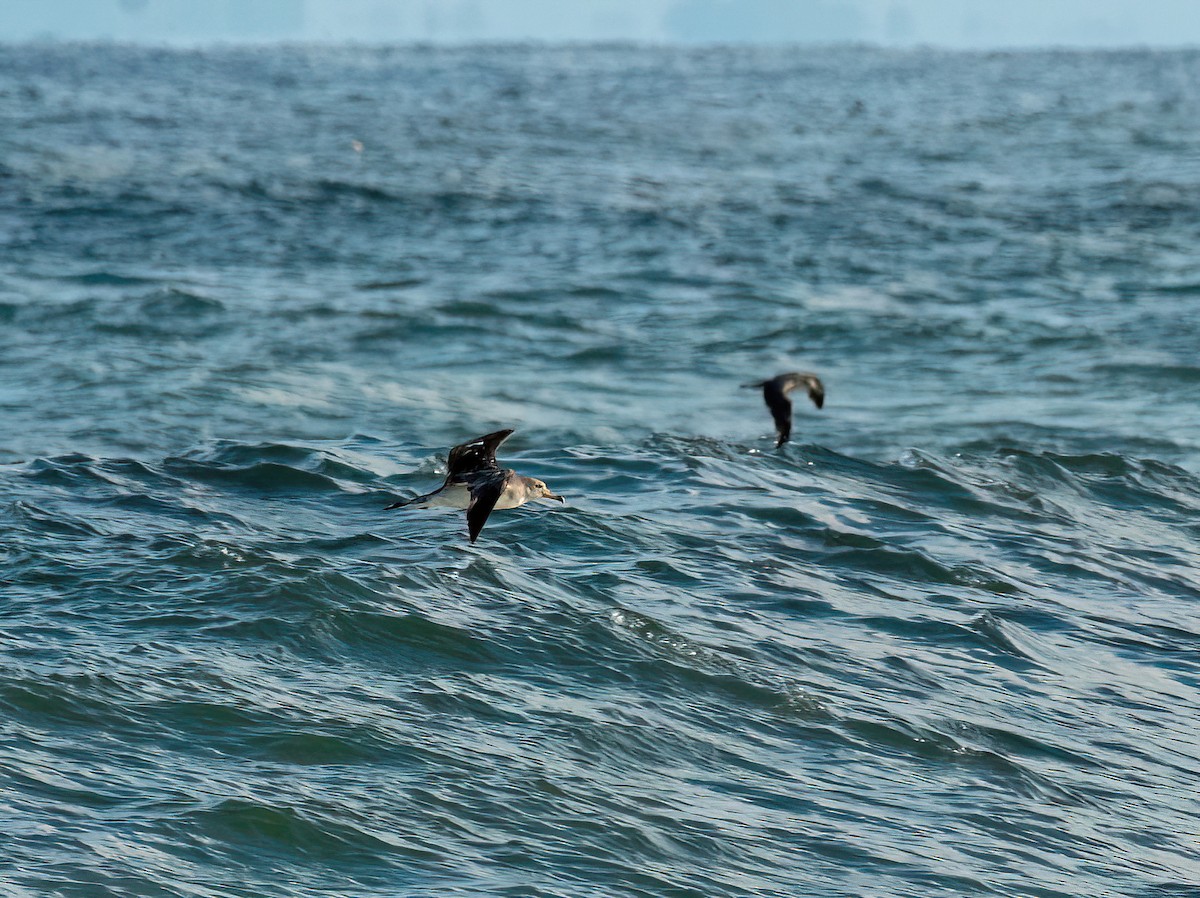 Cory's Shearwater - ML641342288