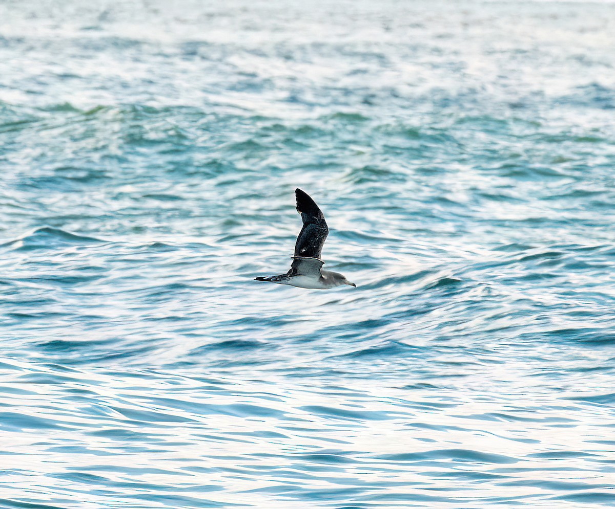 Cory's Shearwater - ML641342289
