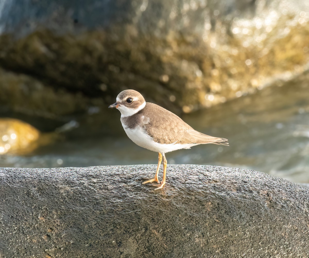 Semipalmated Plover - ML641342296
