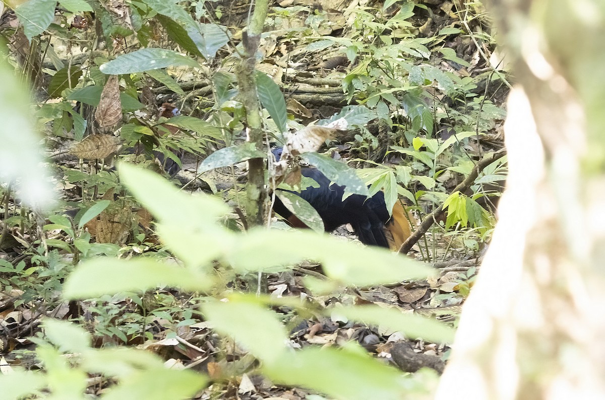 Bornean Crested Fireback - ML641342299