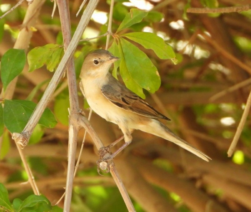 Greater Whitethroat - ML641342304