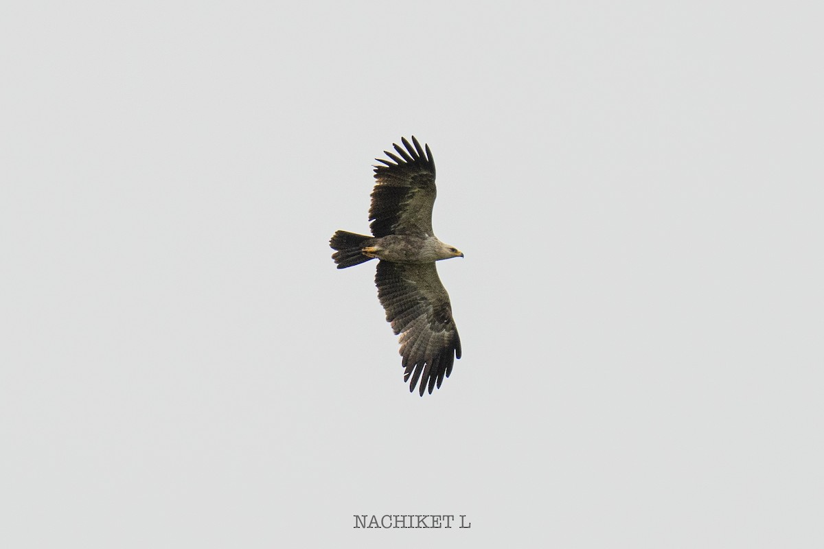 Tawny Eagle - ML641342307