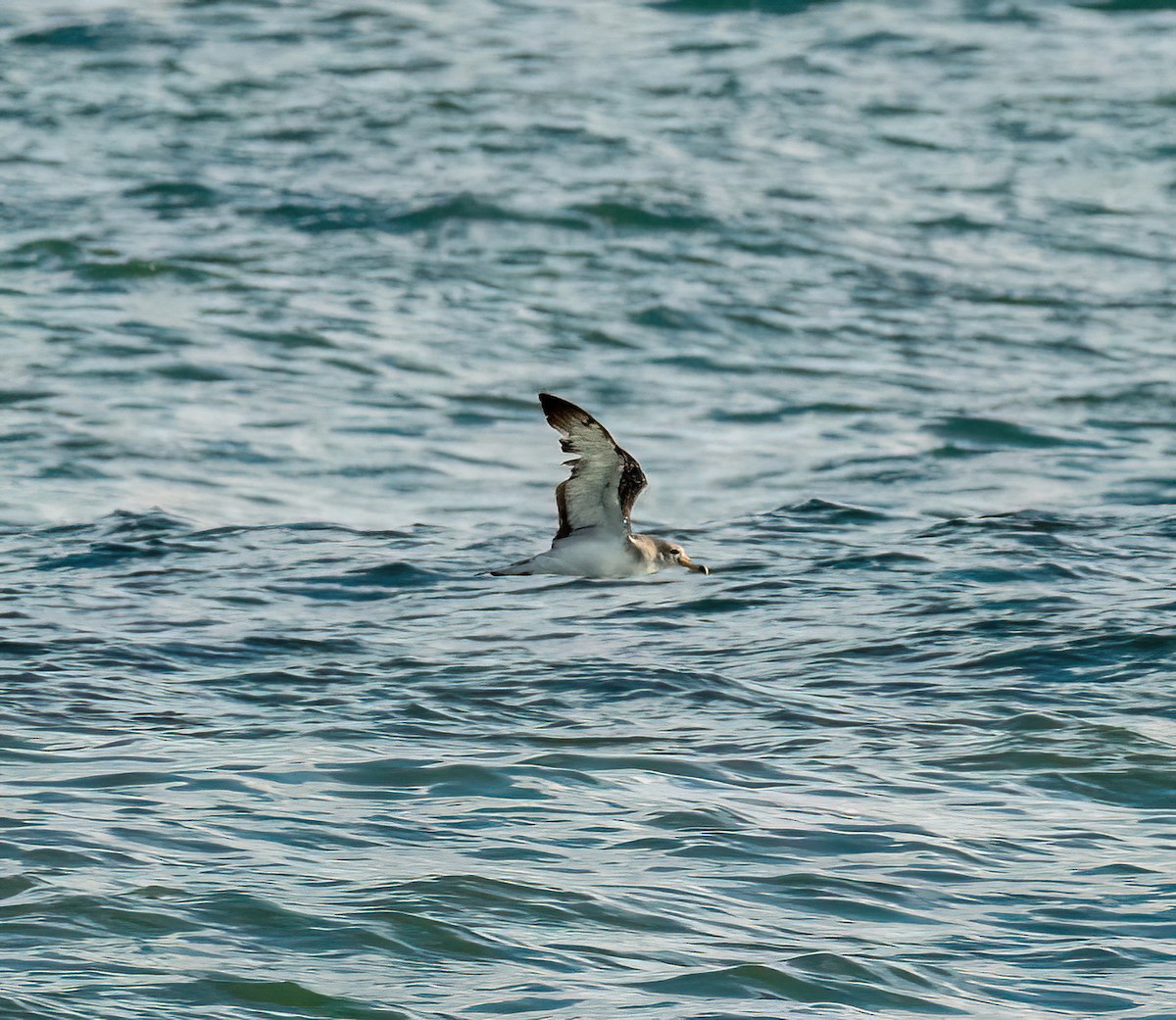 Cory's/Scopoli's/Great Shearwater - ML641342308