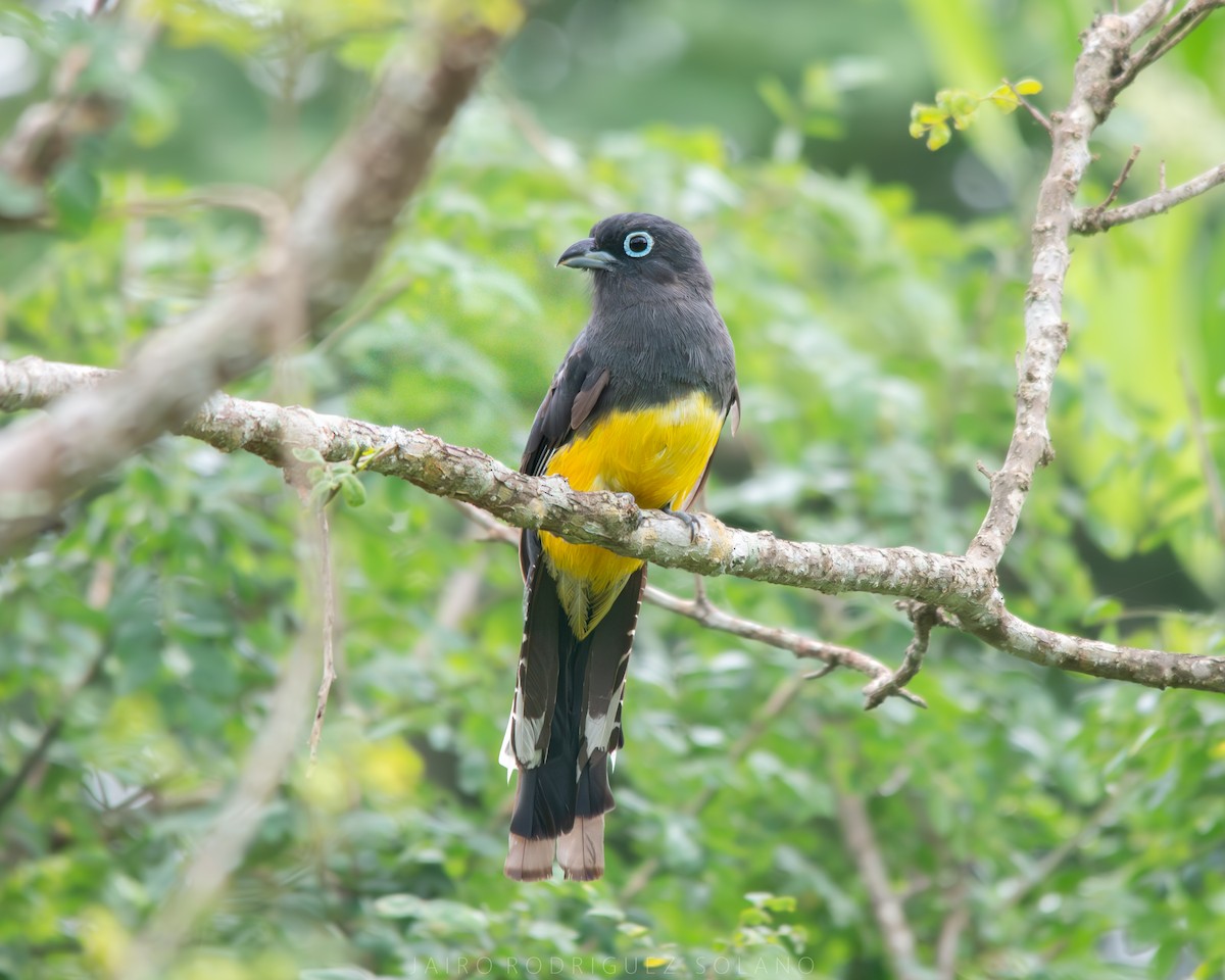 Black-headed Trogon - ML641342310