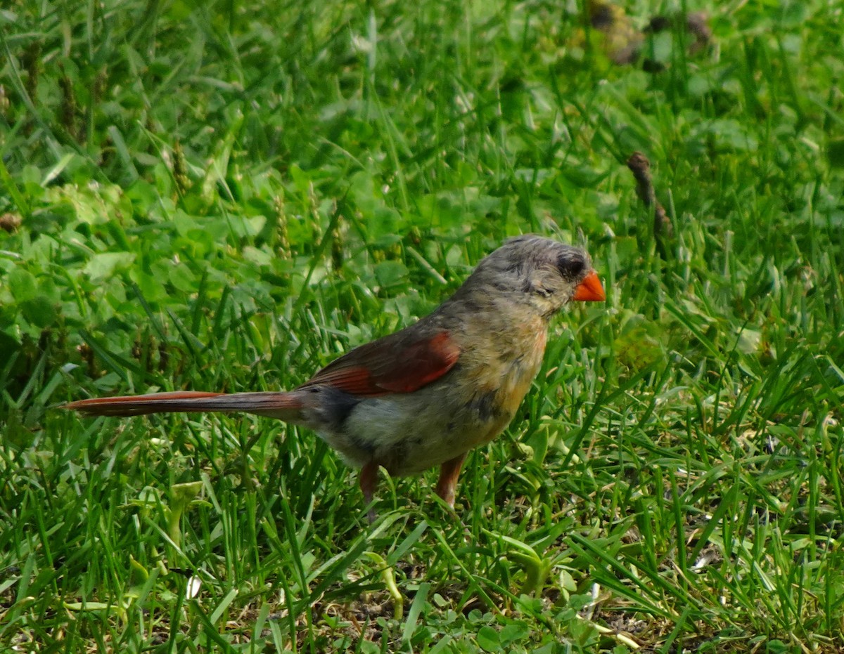 Northern Cardinal - ML641342359