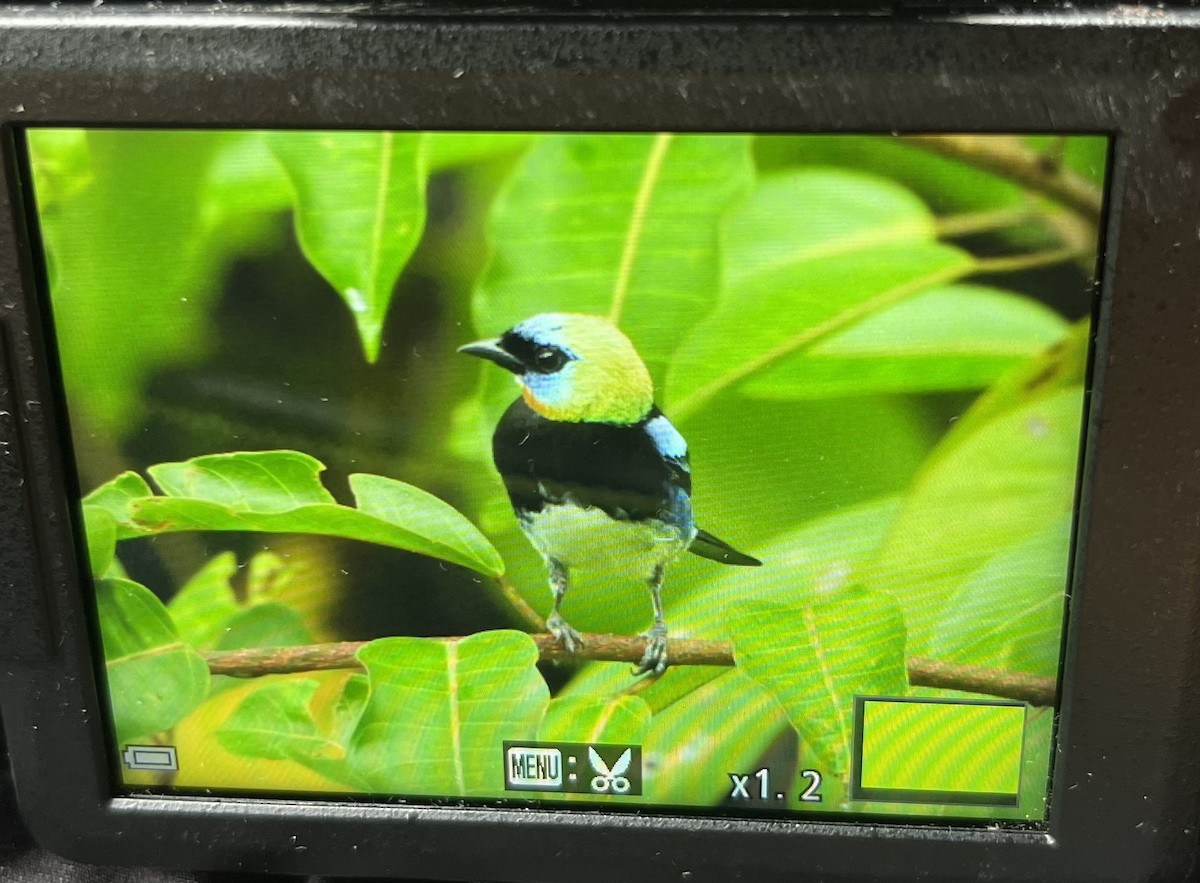 Golden-hooded Tanager - ML641342411
