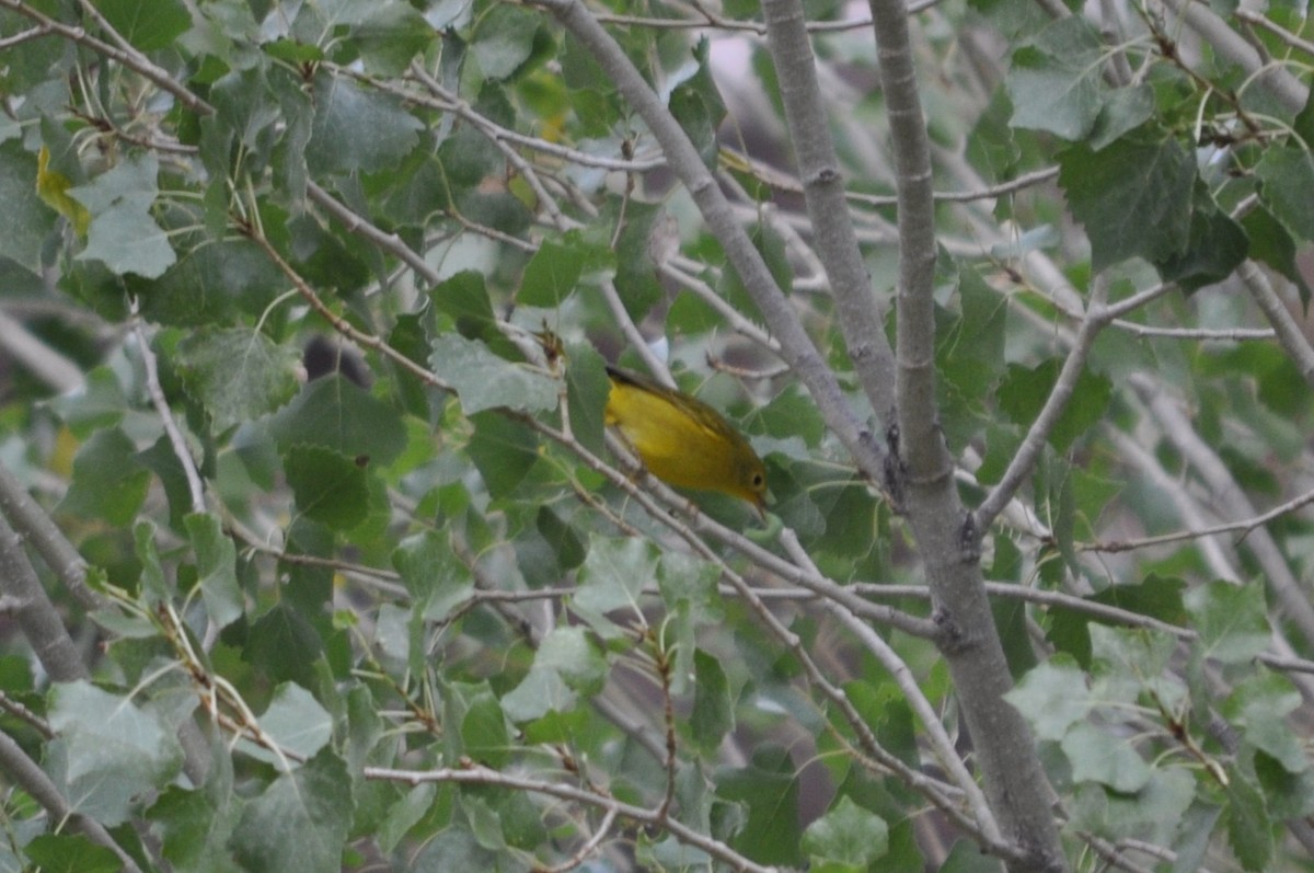 Northern Yellow Warbler - ML641342443