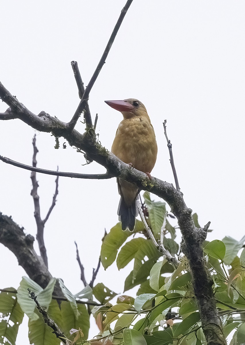 Stork-billed Kingfisher - ML641342444