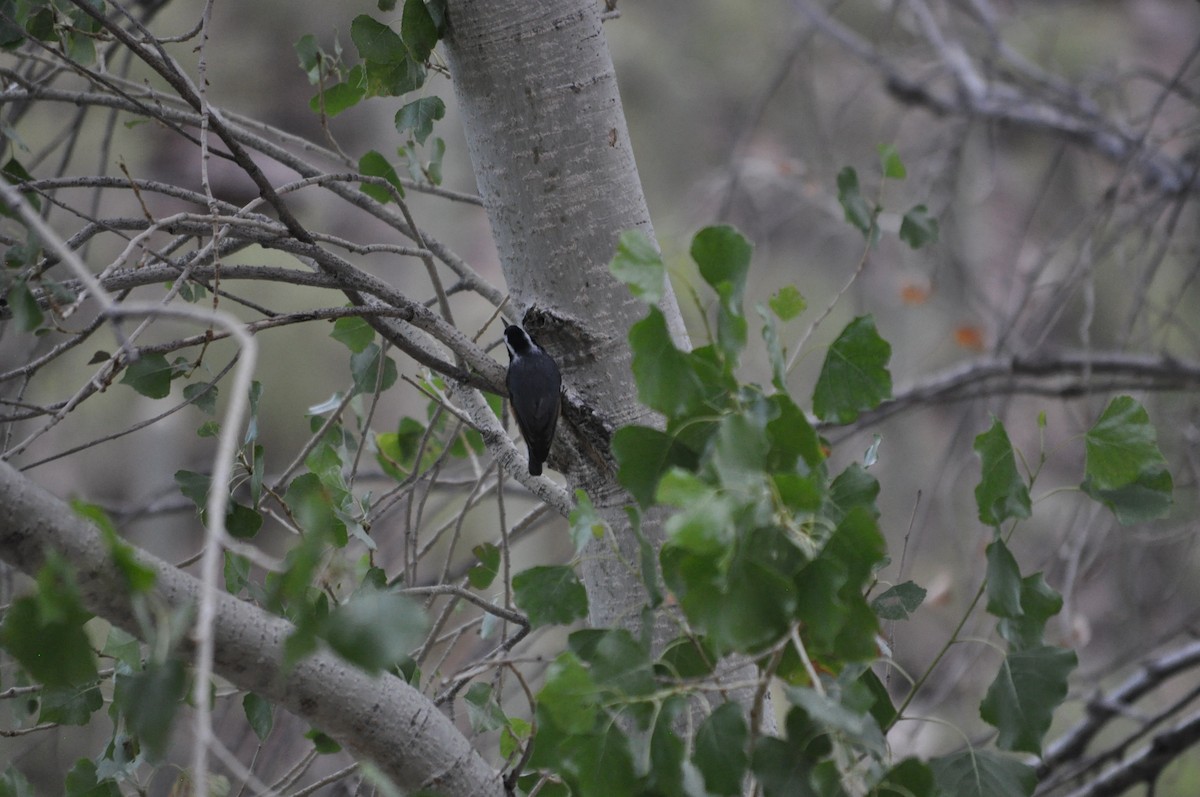 Red-breasted Nuthatch - ML641342448