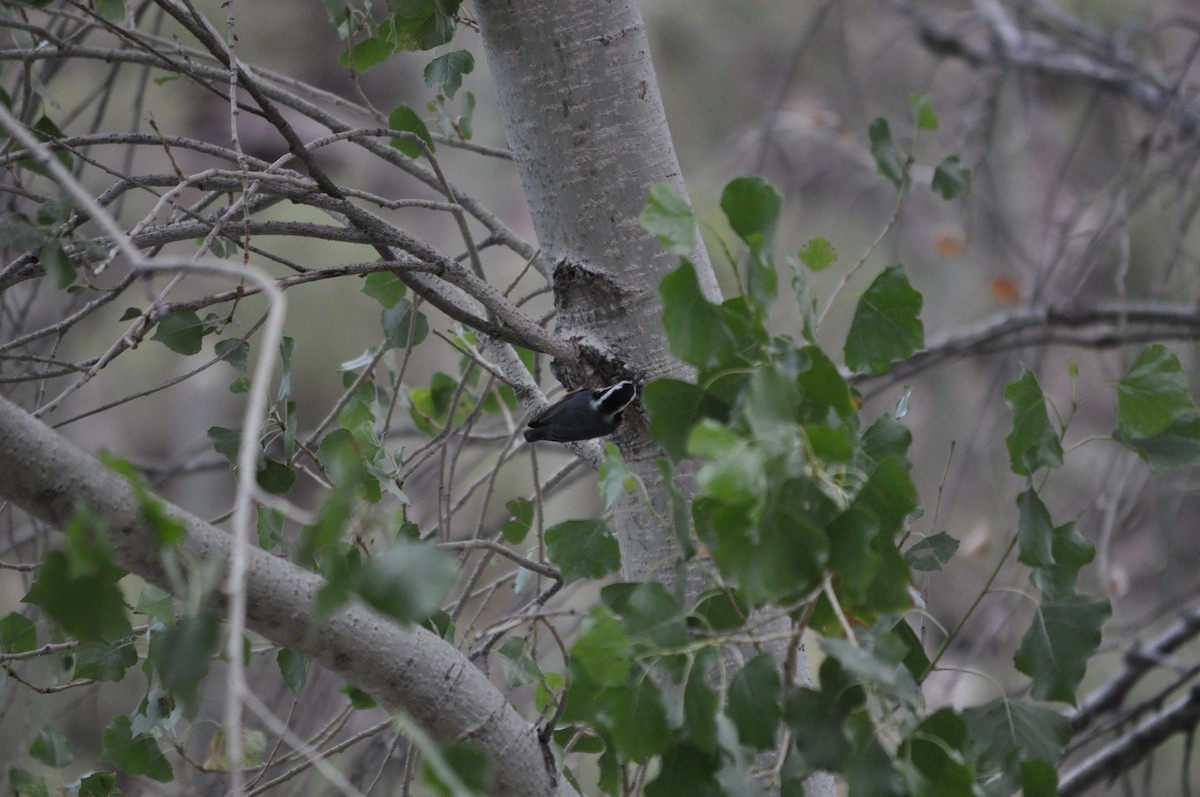 Red-breasted Nuthatch - ML641342450