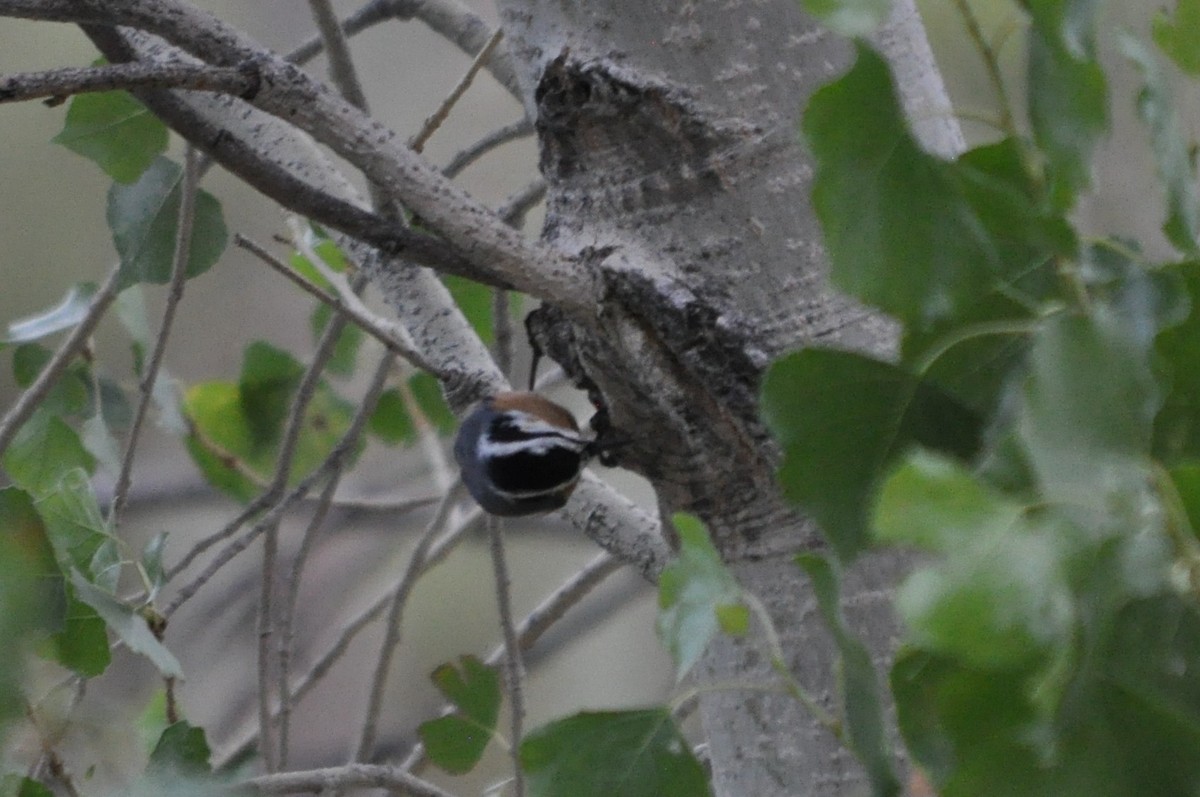 Red-breasted Nuthatch - ML641342462