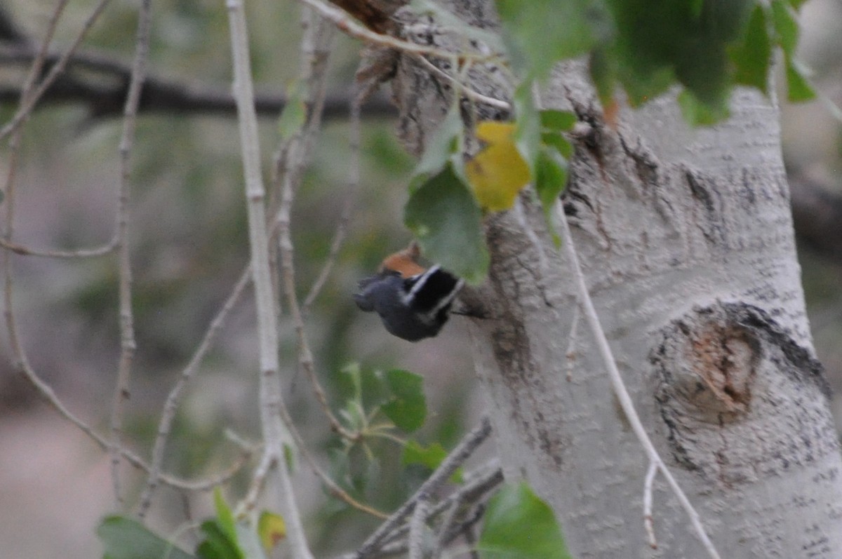 Red-breasted Nuthatch - ML641342468
