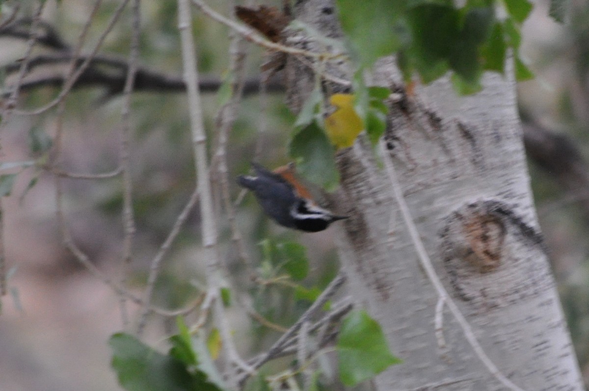Red-breasted Nuthatch - ML641342480