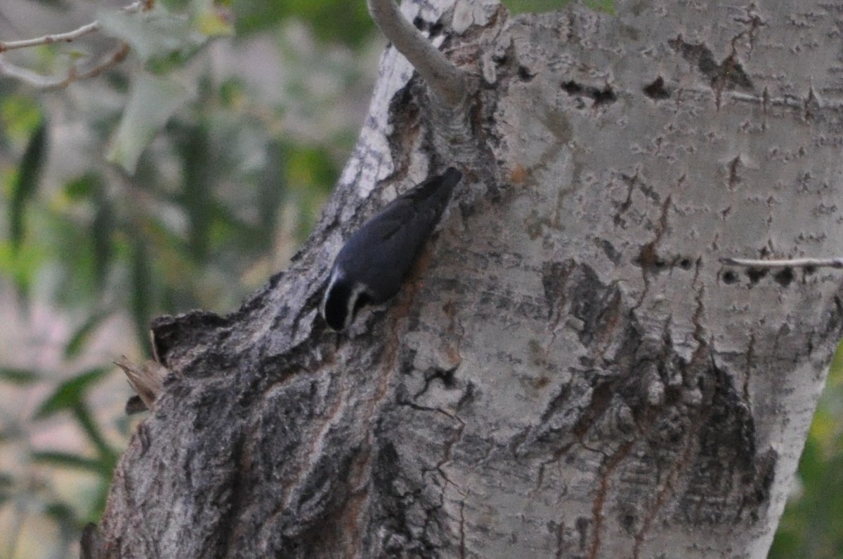 Red-breasted Nuthatch - ML641342487