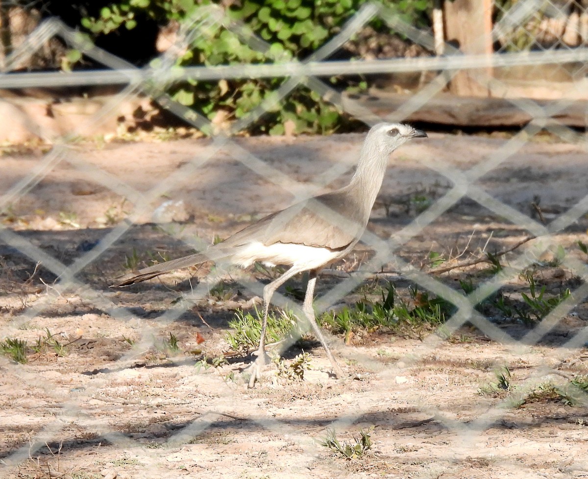 Black-legged Seriema - ML641342490