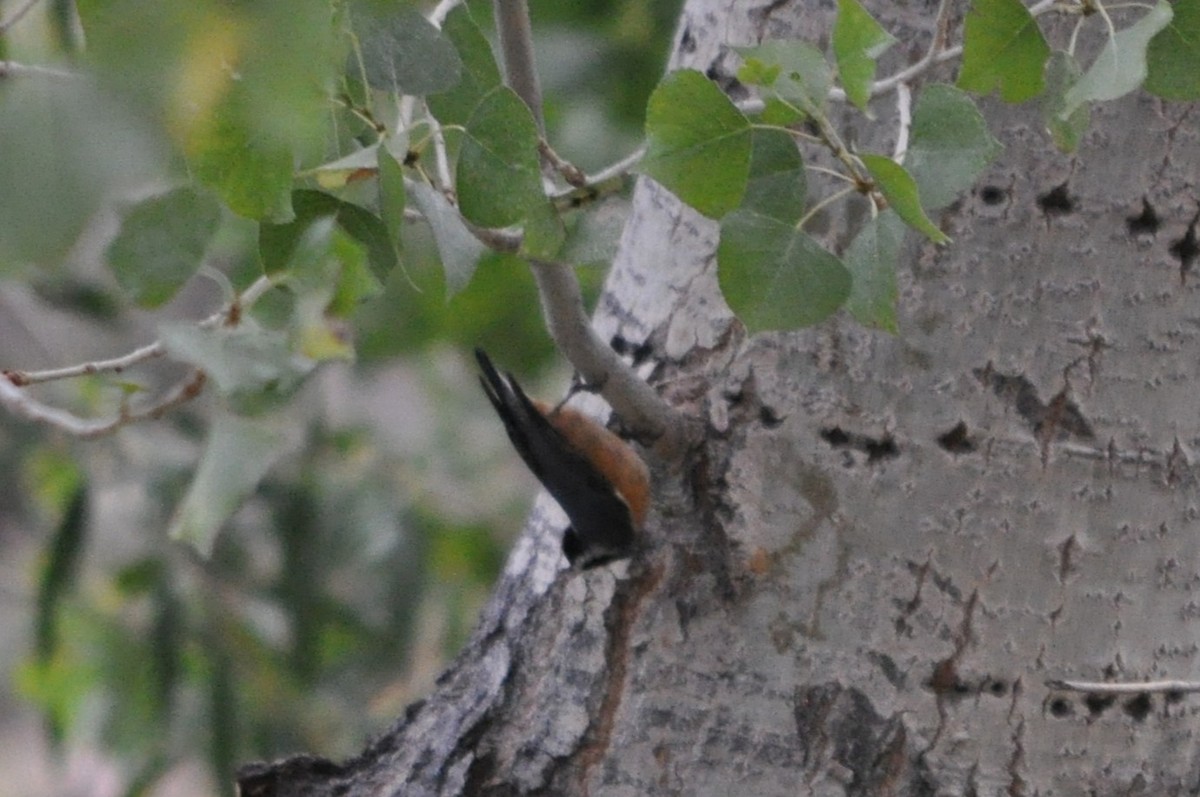 Red-breasted Nuthatch - ML641342492