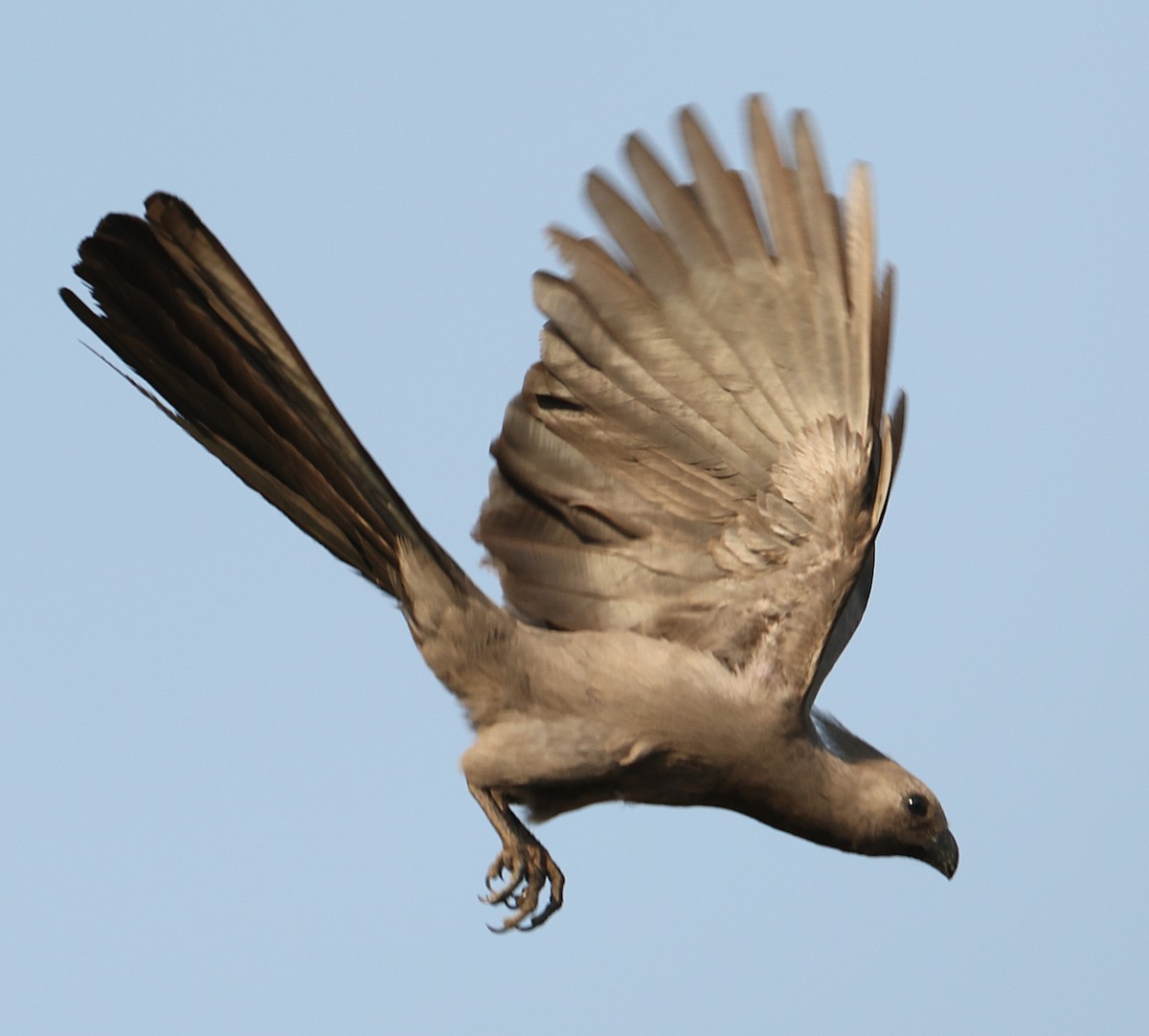 Gray Go-away-bird - ML641342517