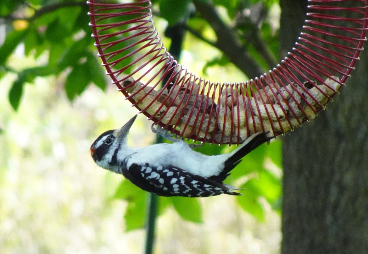 Hairy Woodpecker - ML641342712