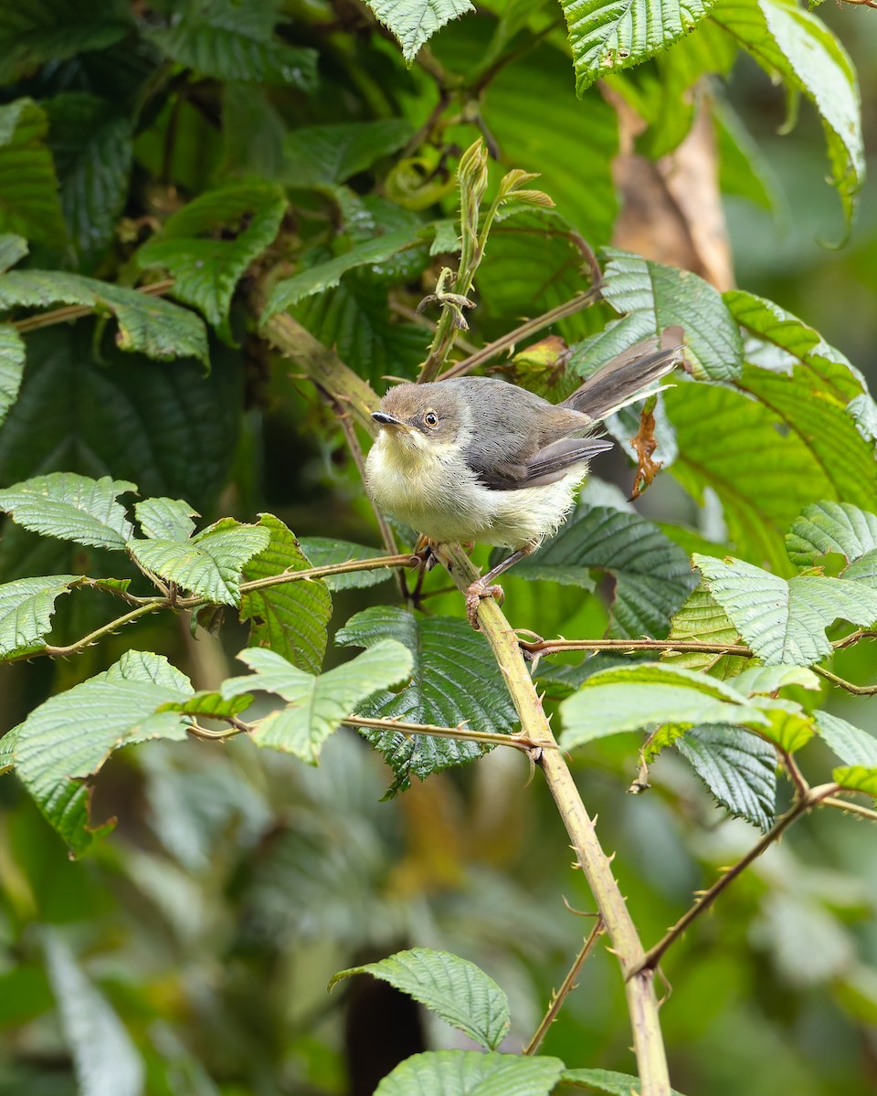 Gray Apalis - ML641342728