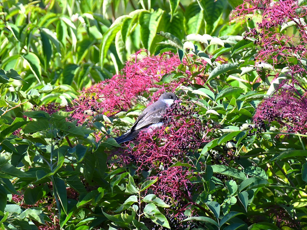 Eastern Kingbird - ML641342732