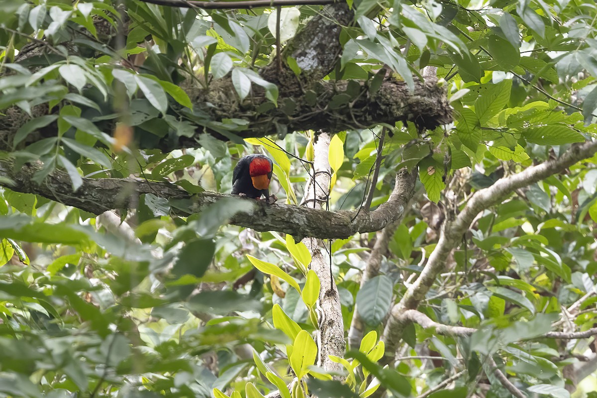 Bornean Bristlehead - ML641342736