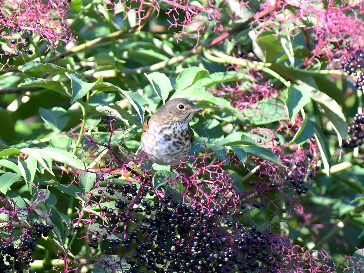 Swainson's Thrush - ML641342740