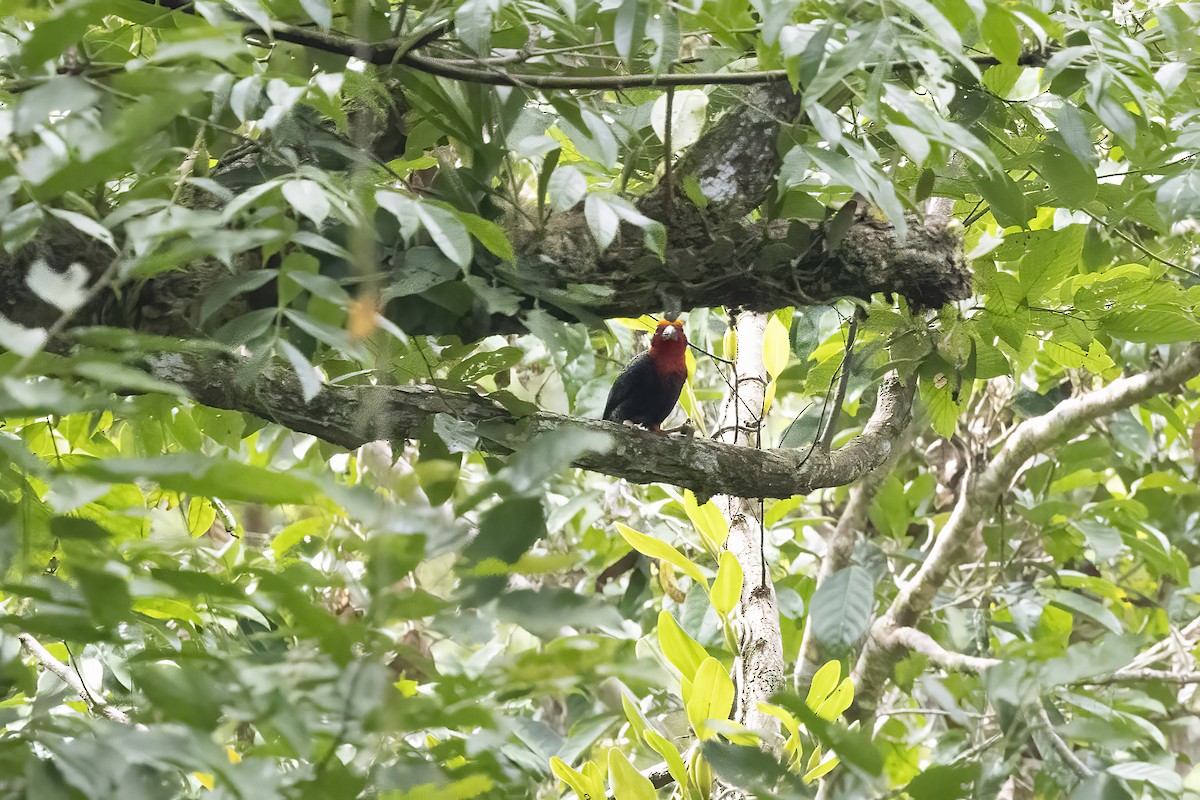 Bornean Bristlehead - ML641342747