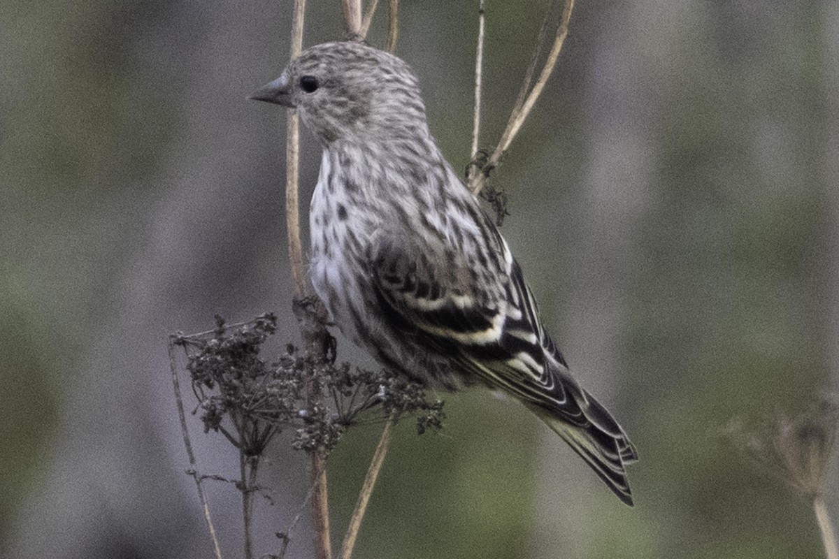 Pine Siskin - ML641342756