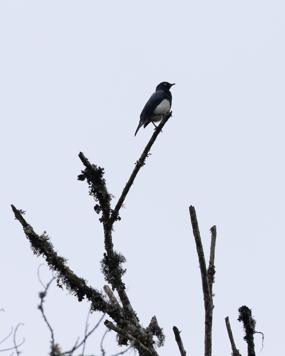Abbott's Starling - ML641342757
