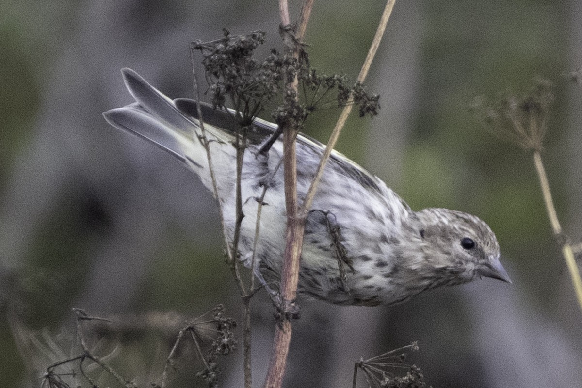 Pine Siskin - ML641342758
