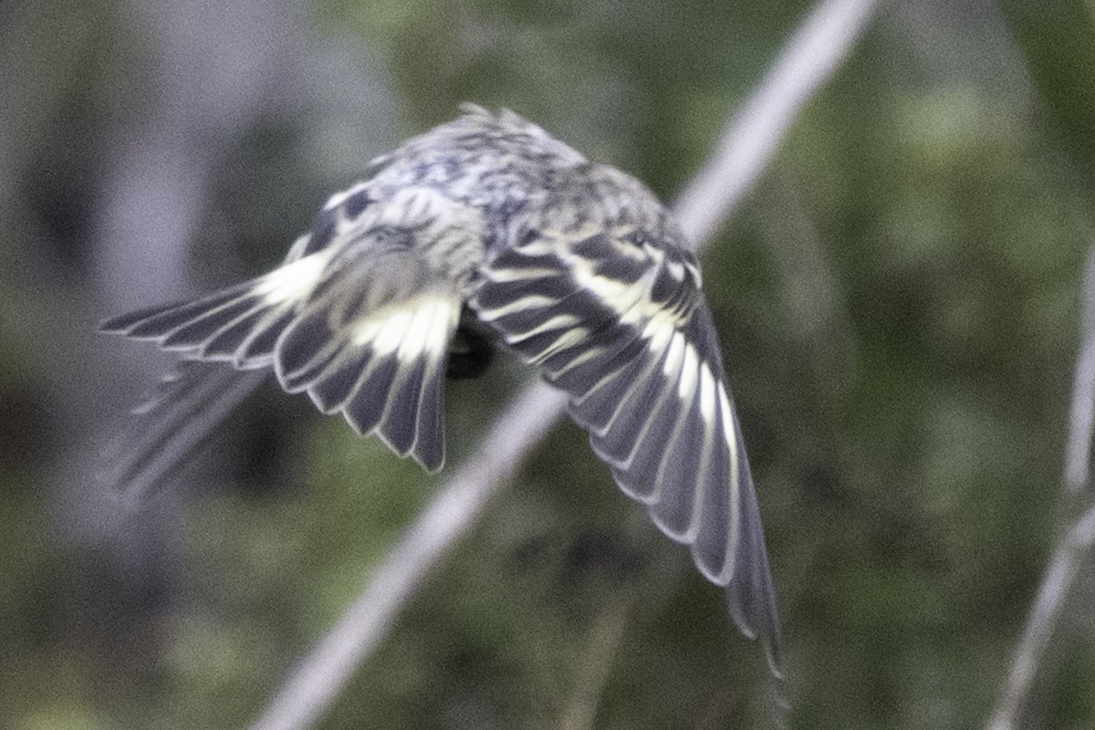 Pine Siskin - ML641342760