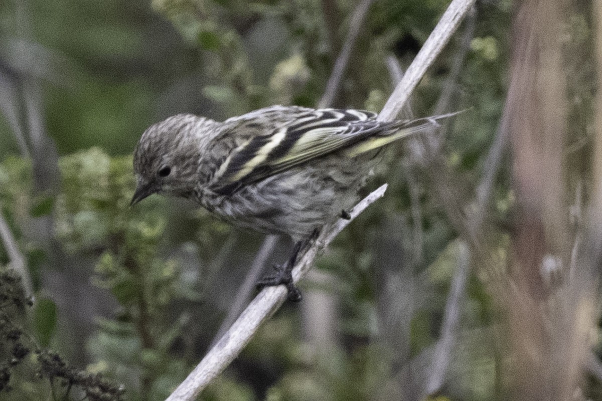 Pine Siskin - ML641342761