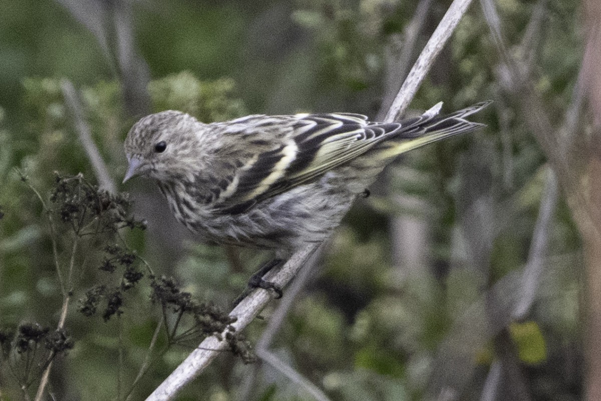 Pine Siskin - ML641342764
