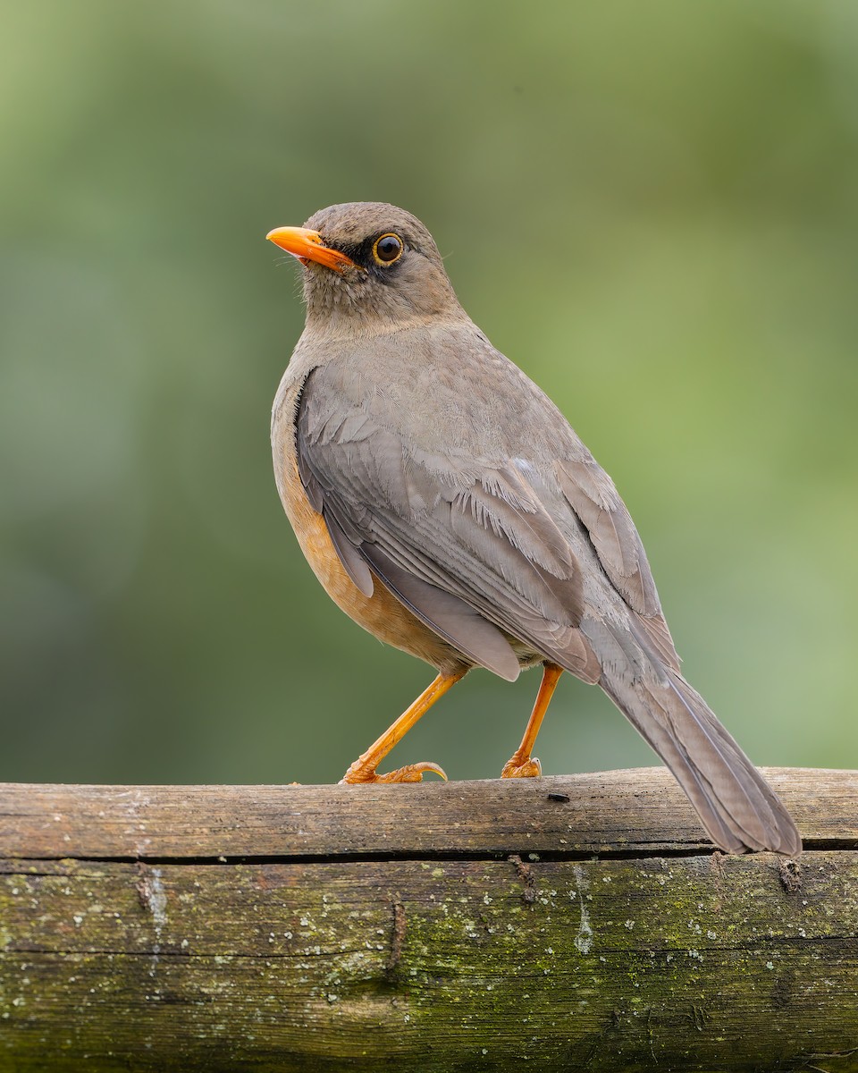 Abyssinian Thrush - ML641342765