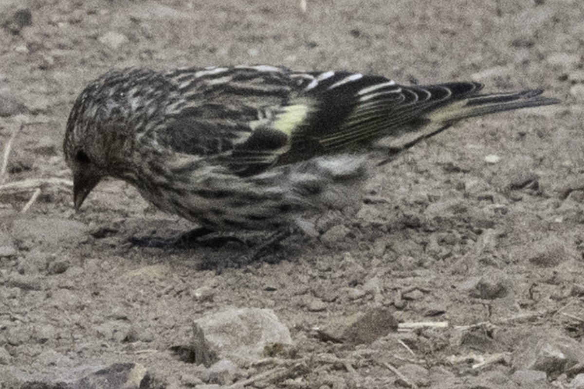 Pine Siskin - ML641342768