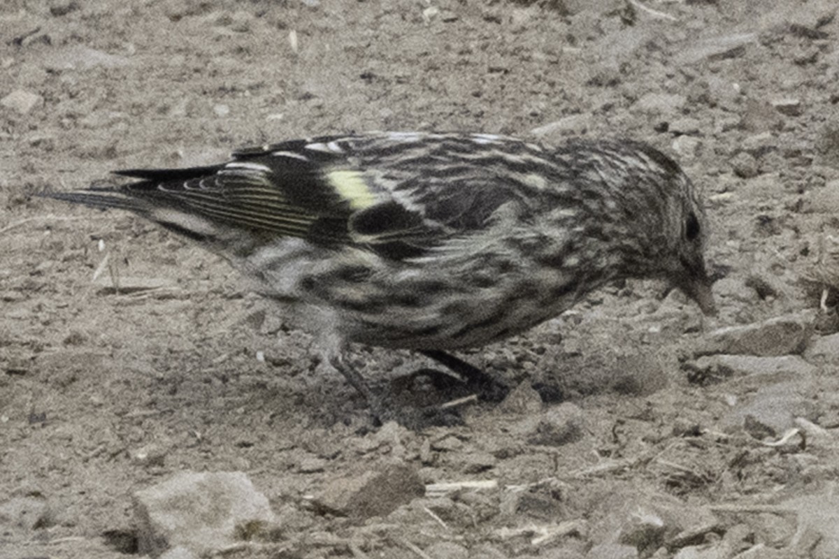 Pine Siskin - ML641342769