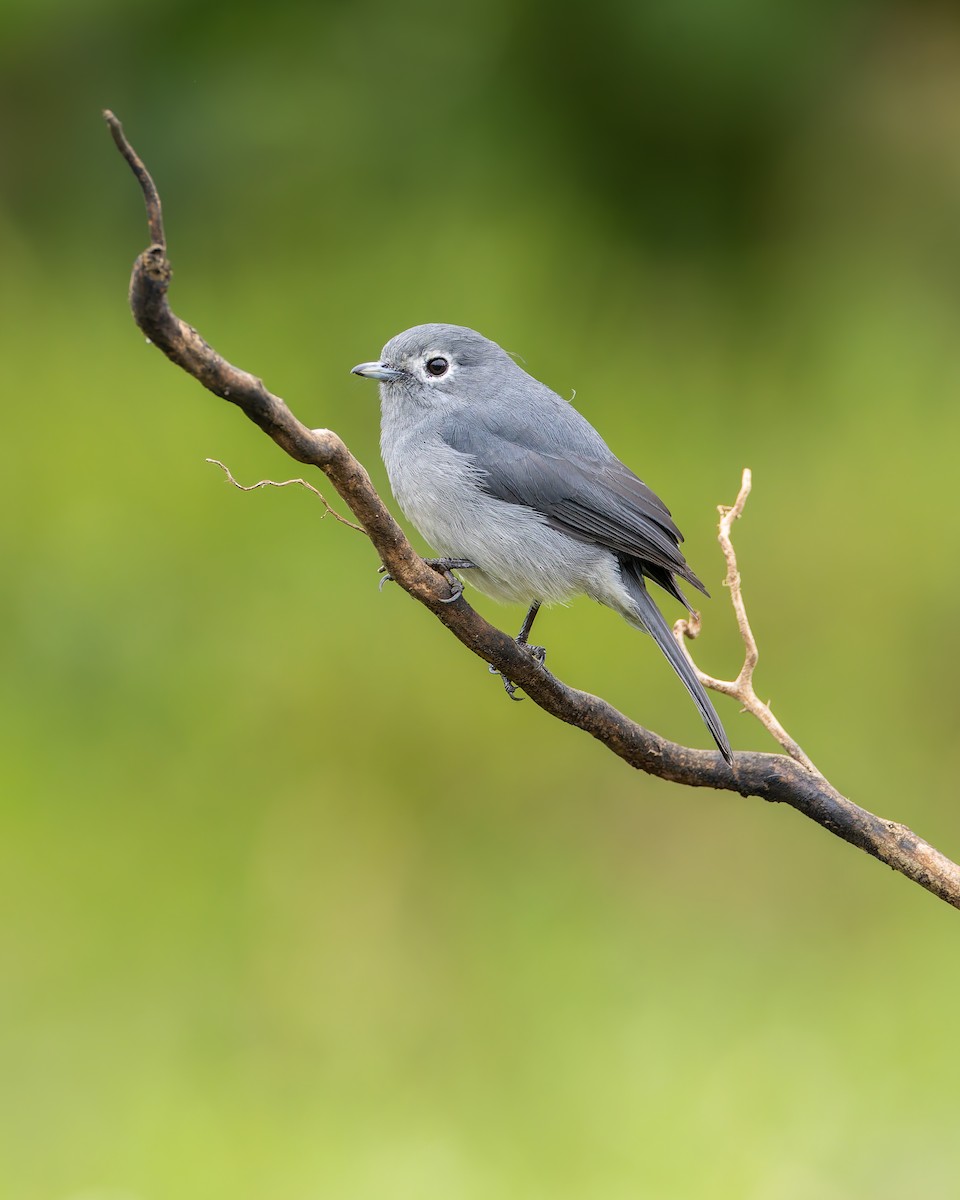 White-eyed Slaty-Flycatcher - ML641342773