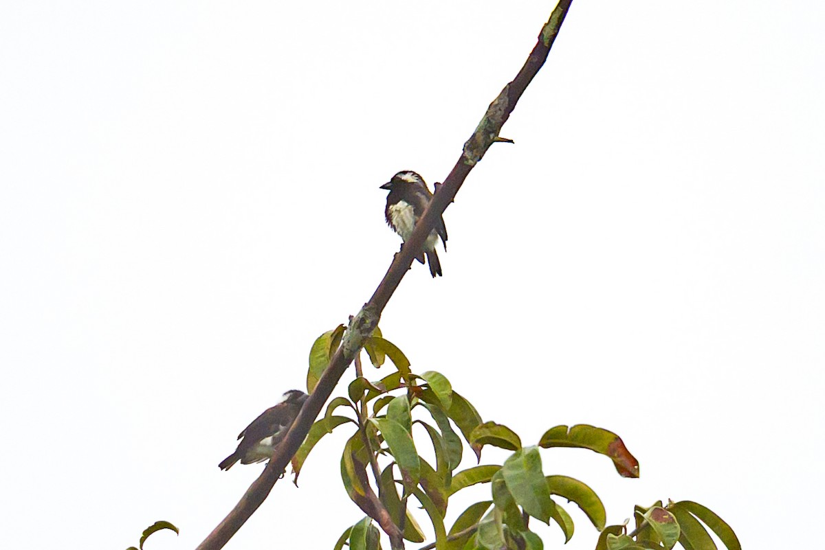 White-eared Barbet - ML641342775