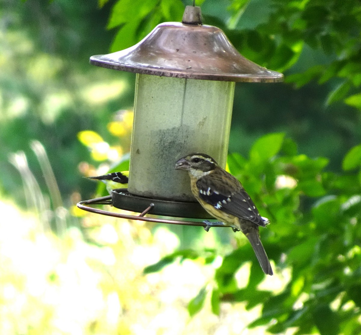 Rose-breasted Grosbeak - ML641342790