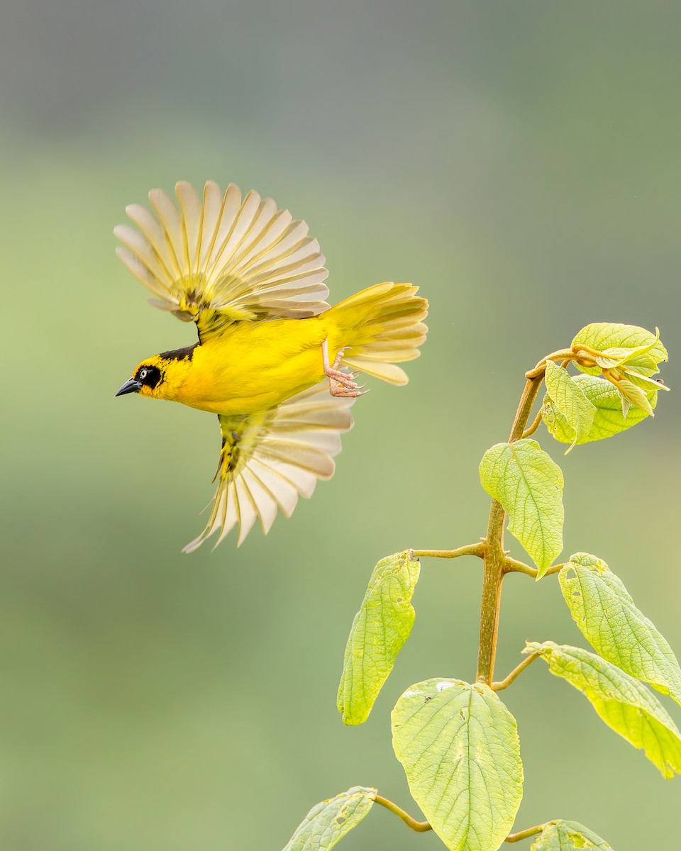 Baglafecht Weaver - ML641342791