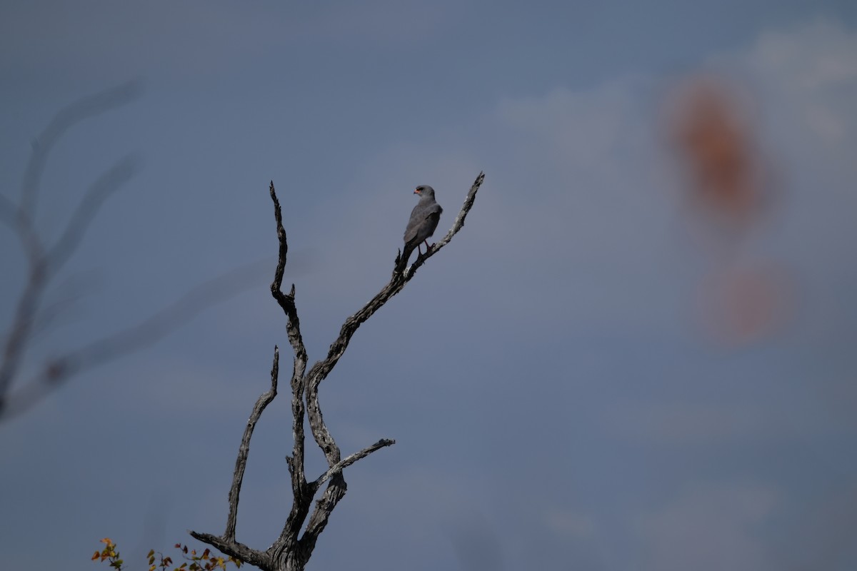 Azor Lagartijero Oscuro - ML641342798