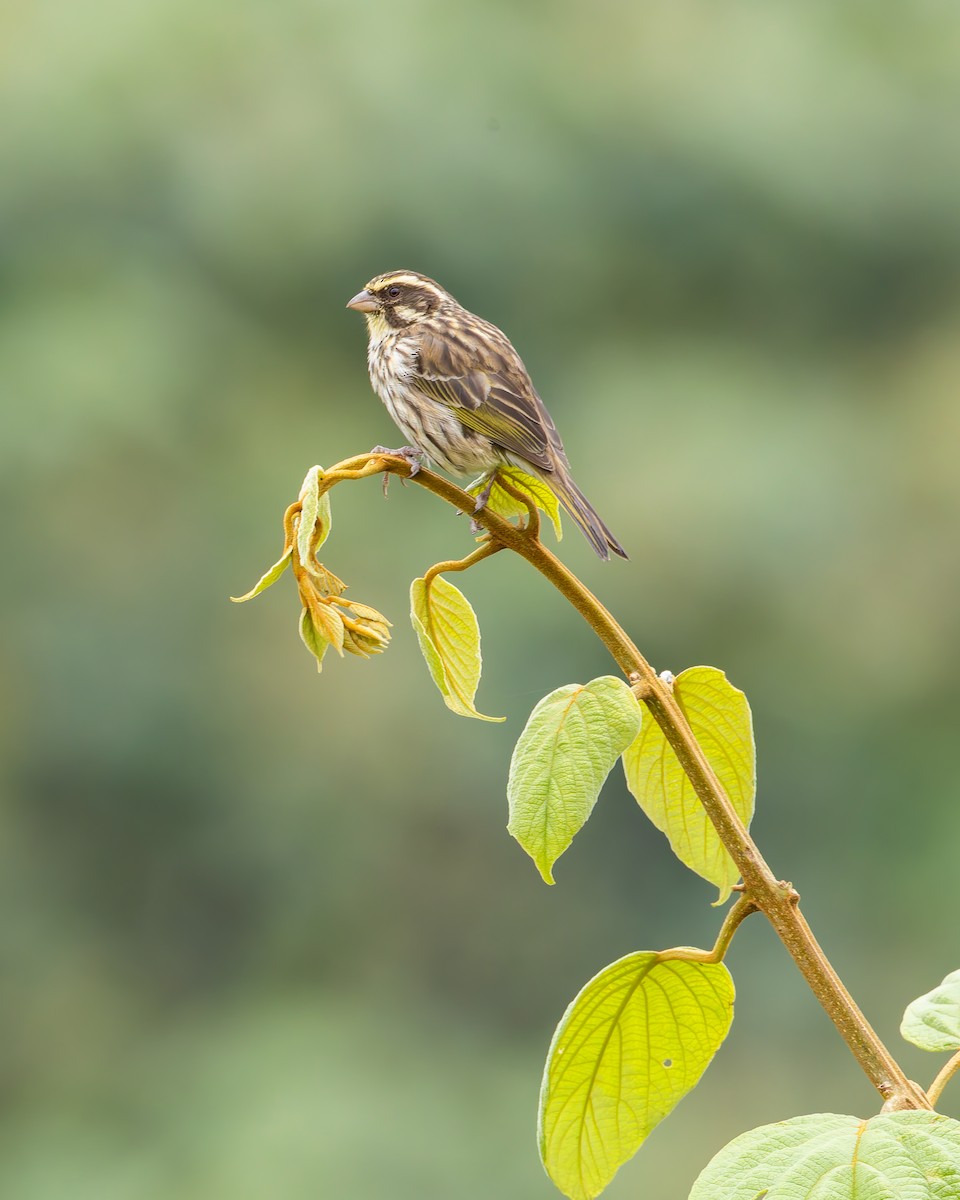 Streaky Seedeater - ML641342809