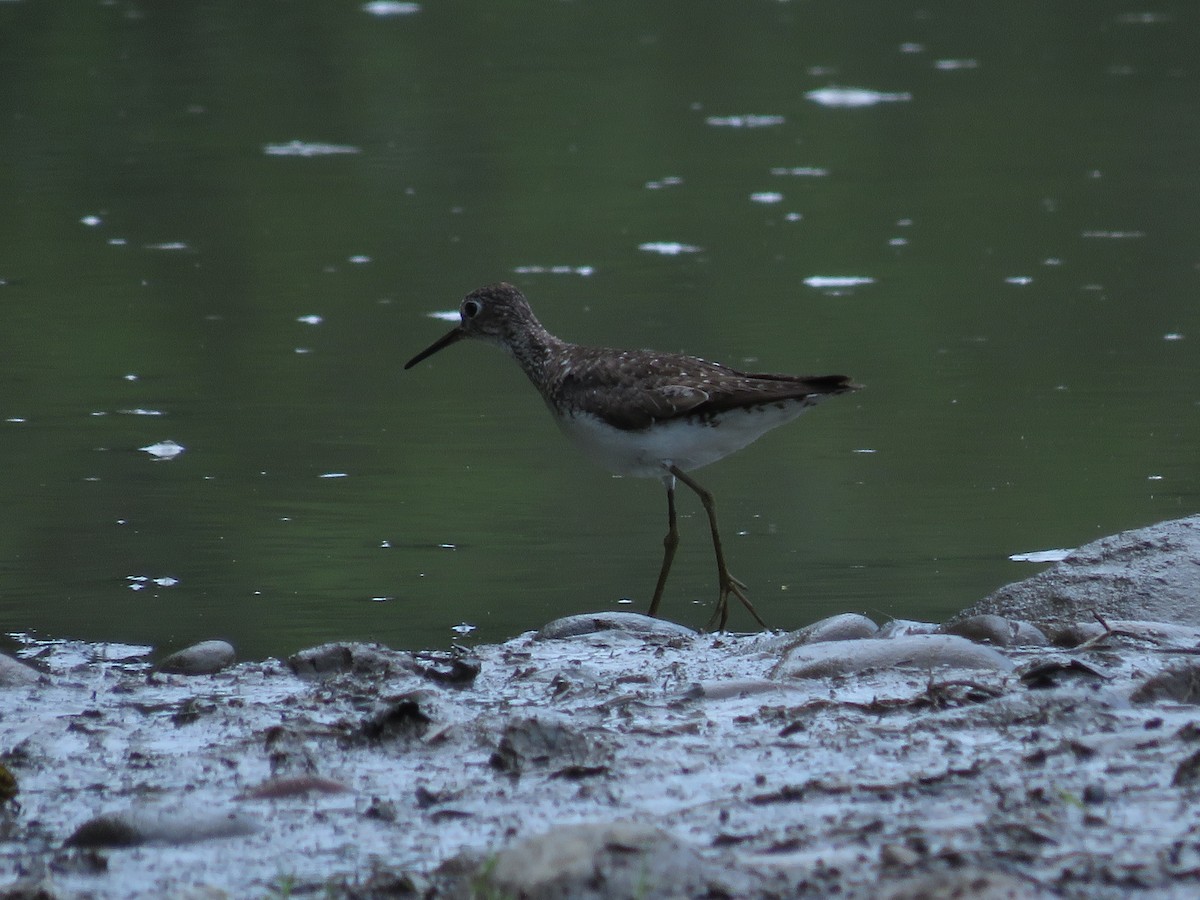 Solitary Sandpiper - ML641342815