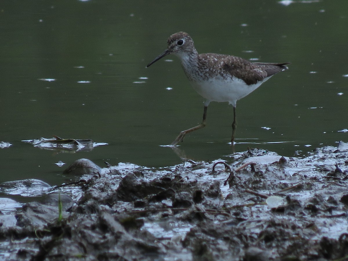 Solitary Sandpiper - ML641342816