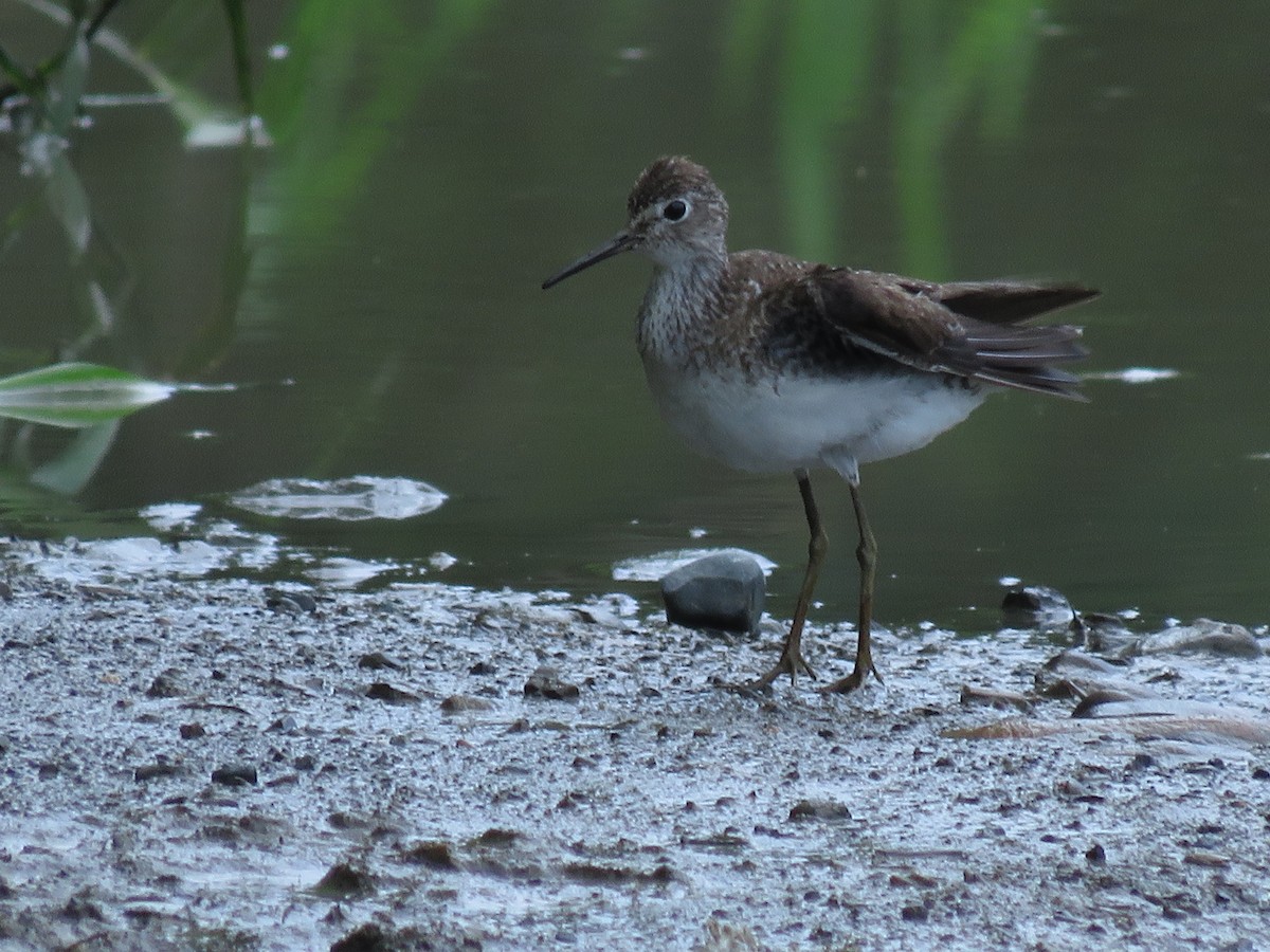 Solitary Sandpiper - ML641342817
