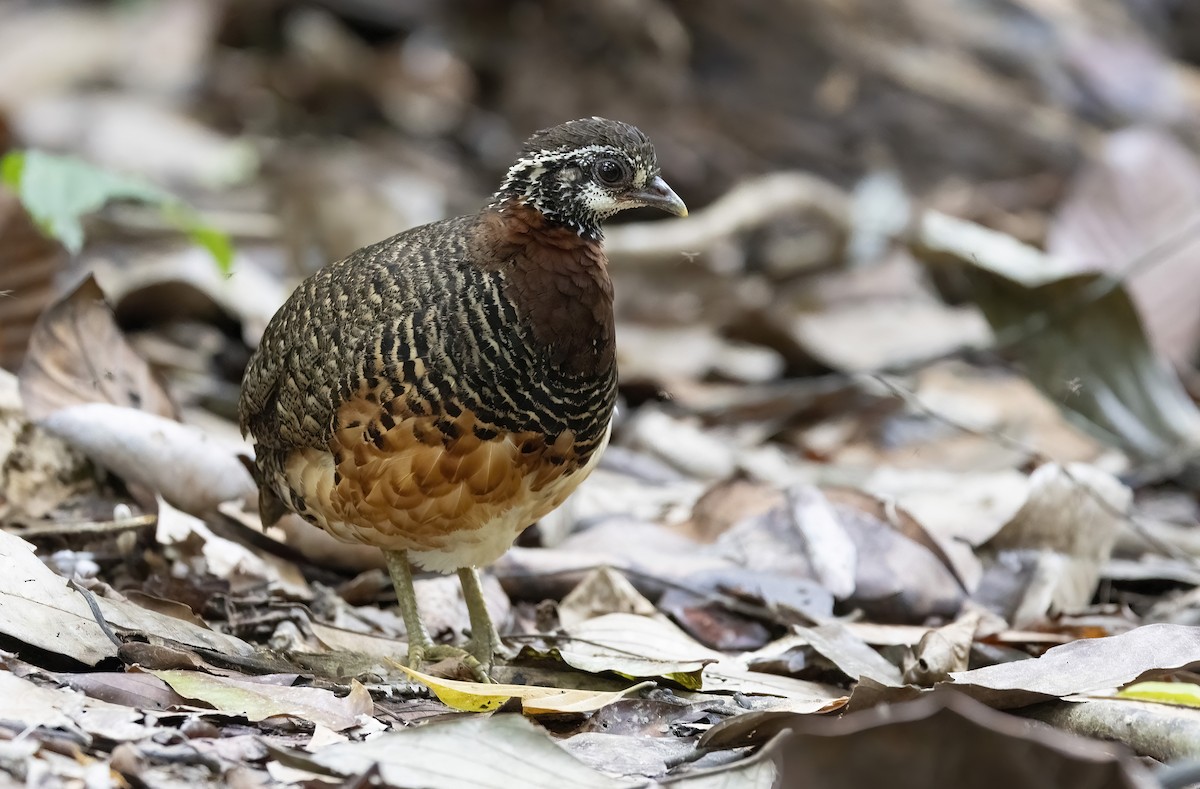Sabah Partridge - ML641342830