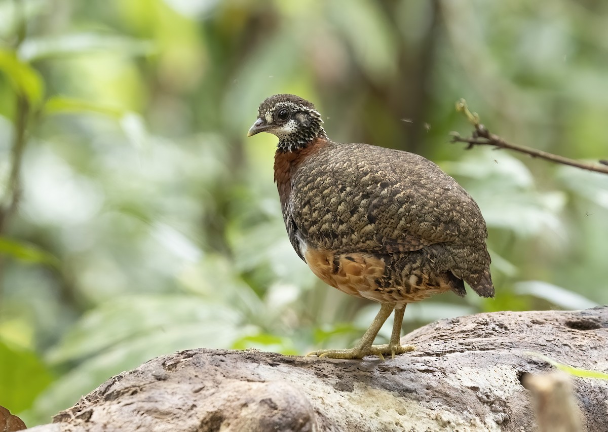 Sabah Partridge - ML641342833