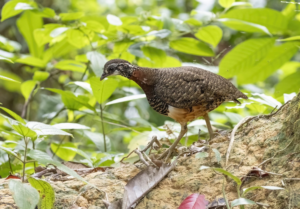 Sabah Partridge - ML641342836