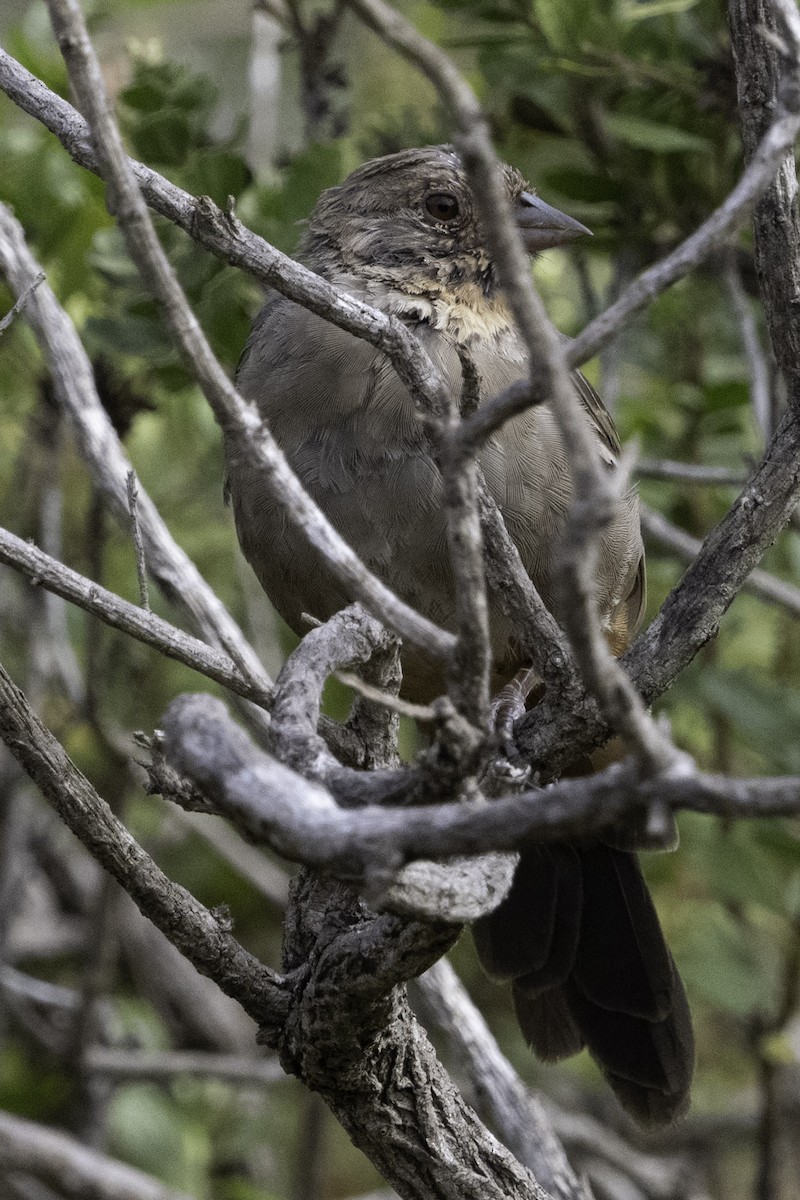 California Towhee - ML641342865